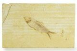 Detailed Fossil Fish (Knightia) - Wyoming #363785-1